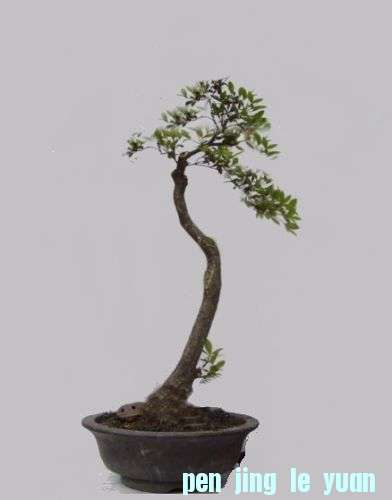 吐蕊史12，5。5b112.jpg