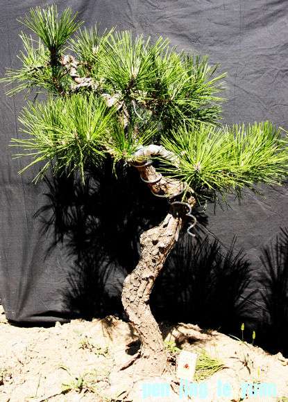 Ƭ 010.jpg