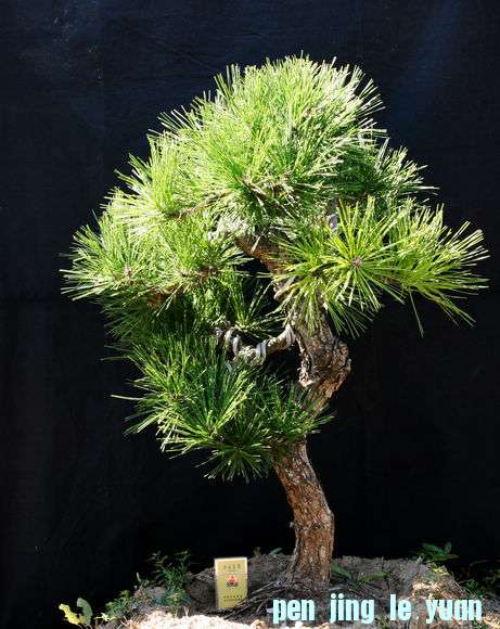 Ƭ 019.jpg