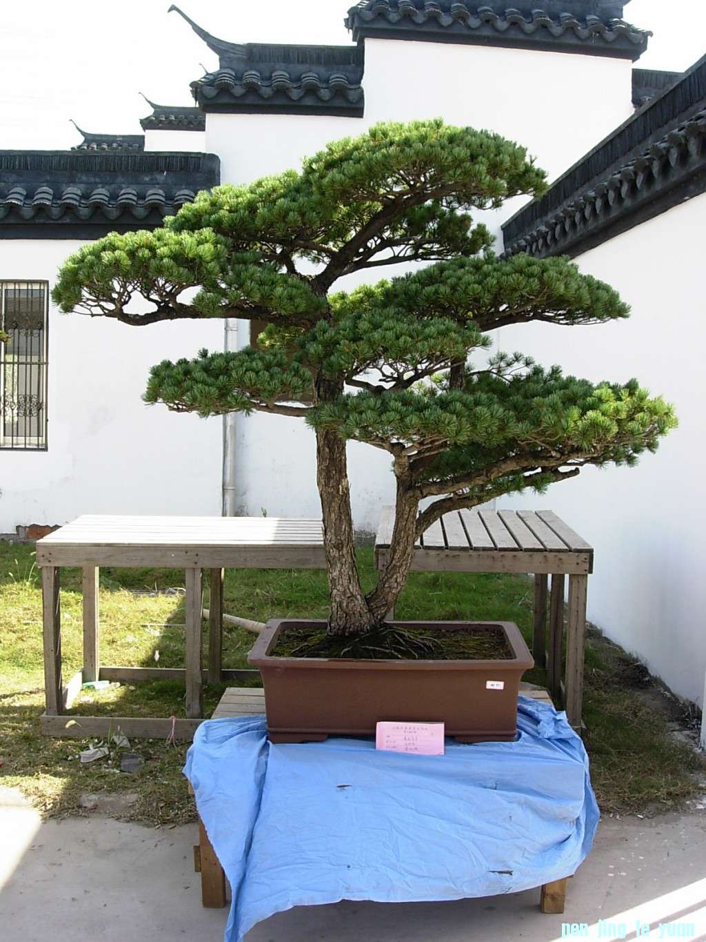 conew_dscn8187.jpg