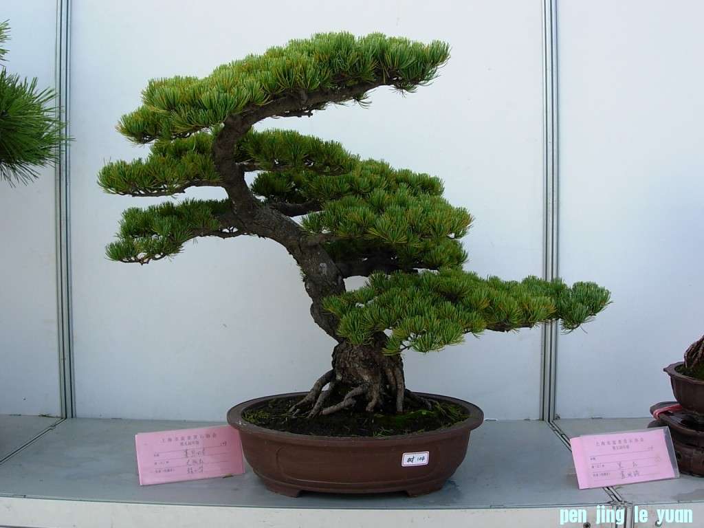 conew_dscn8222.jpg