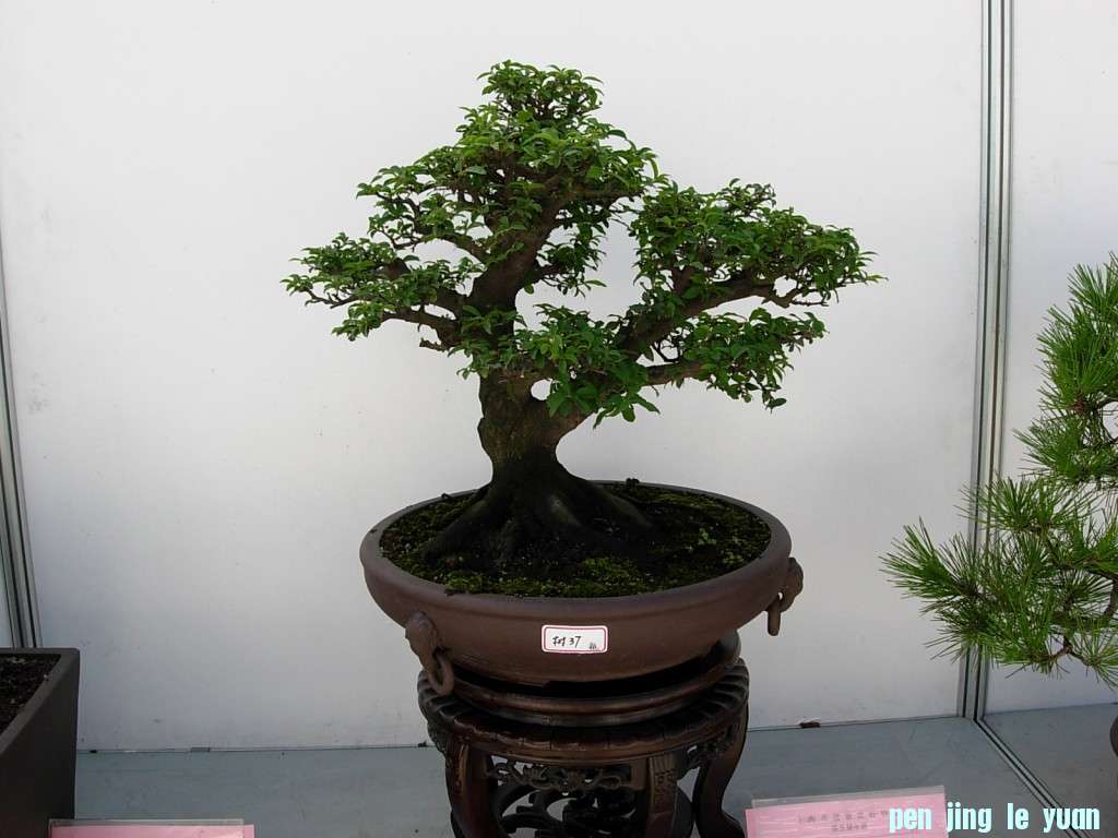 conew_dscn8232.jpg