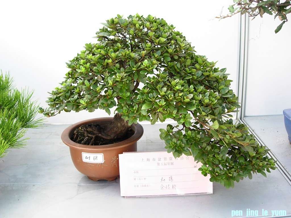 conew_dscn8246.jpg