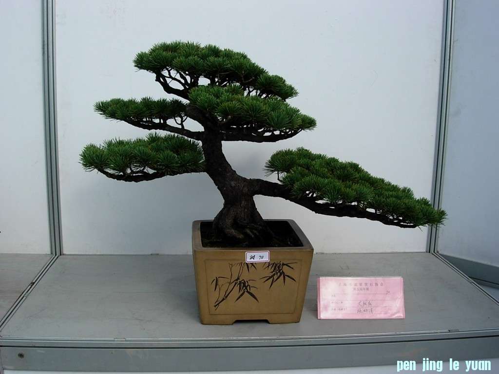 conew_dscn8257.jpg