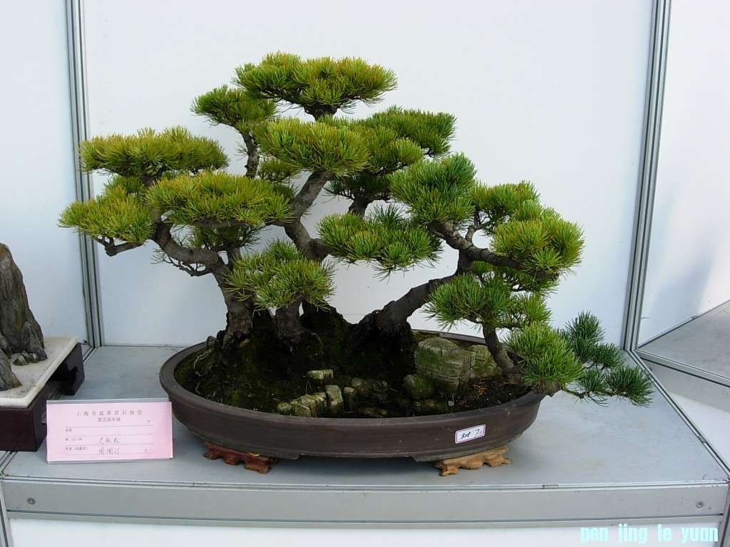 conew_dscn8288.jpg