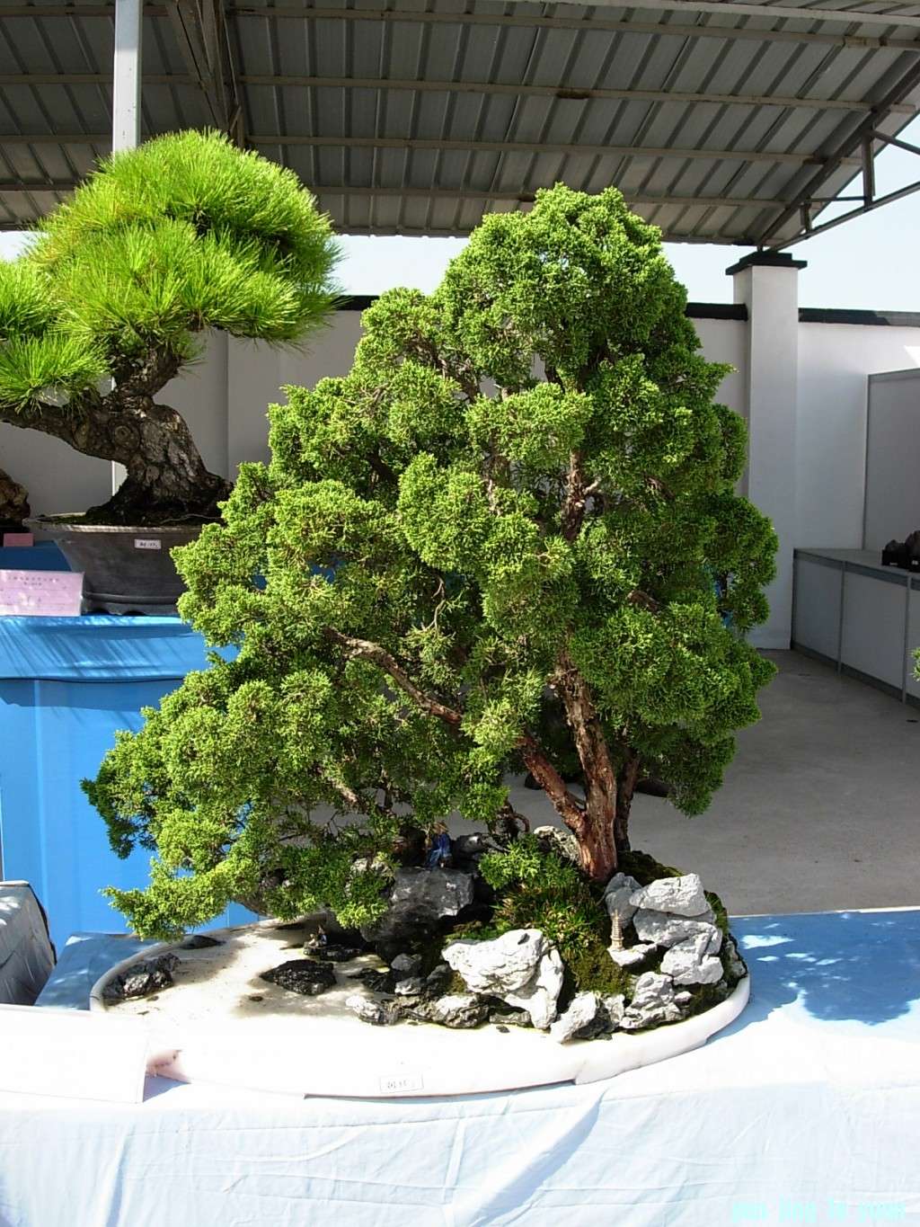 conew_dscn8296.jpg