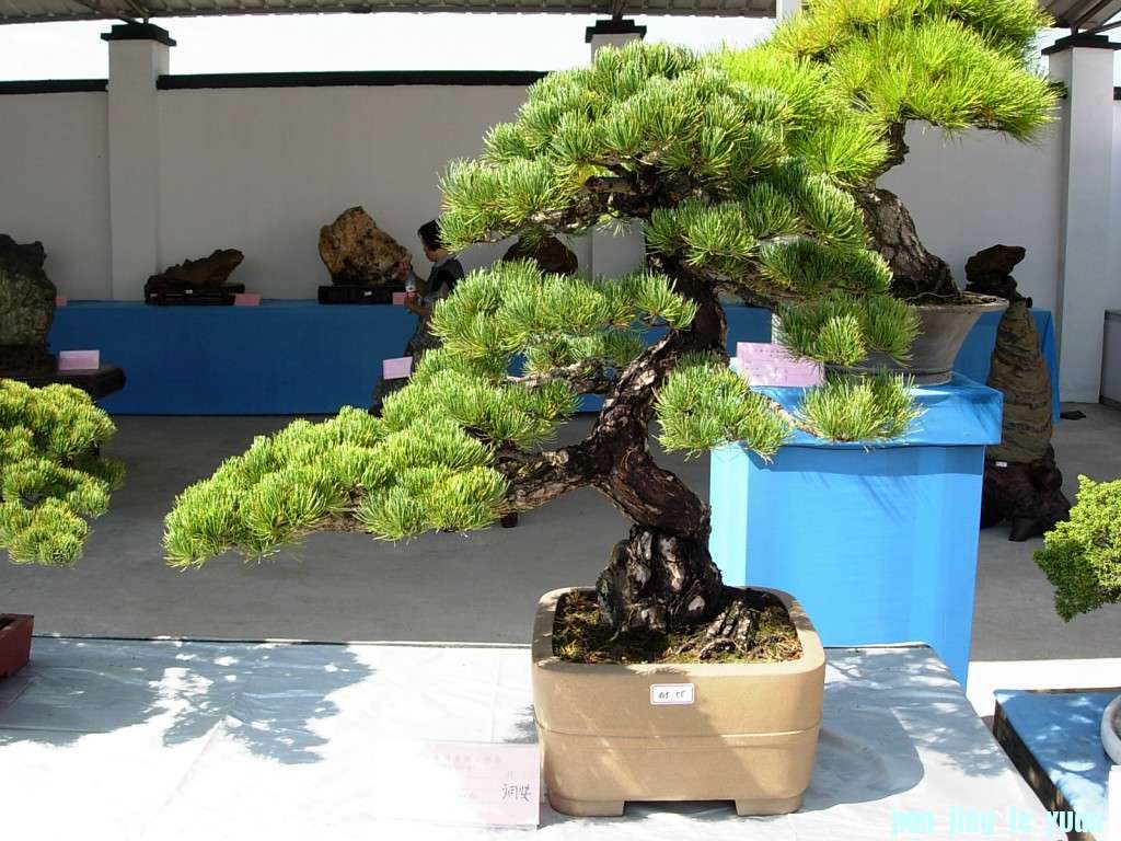 conew_dscn8297.jpg