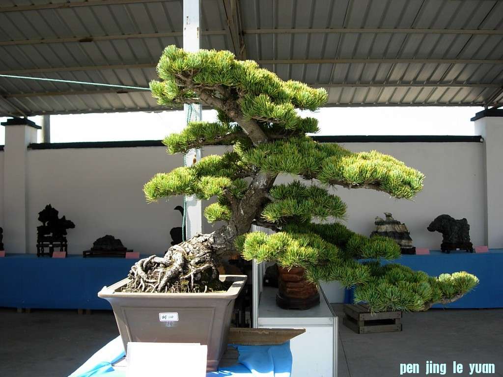 conew_dscn8316.jpg
