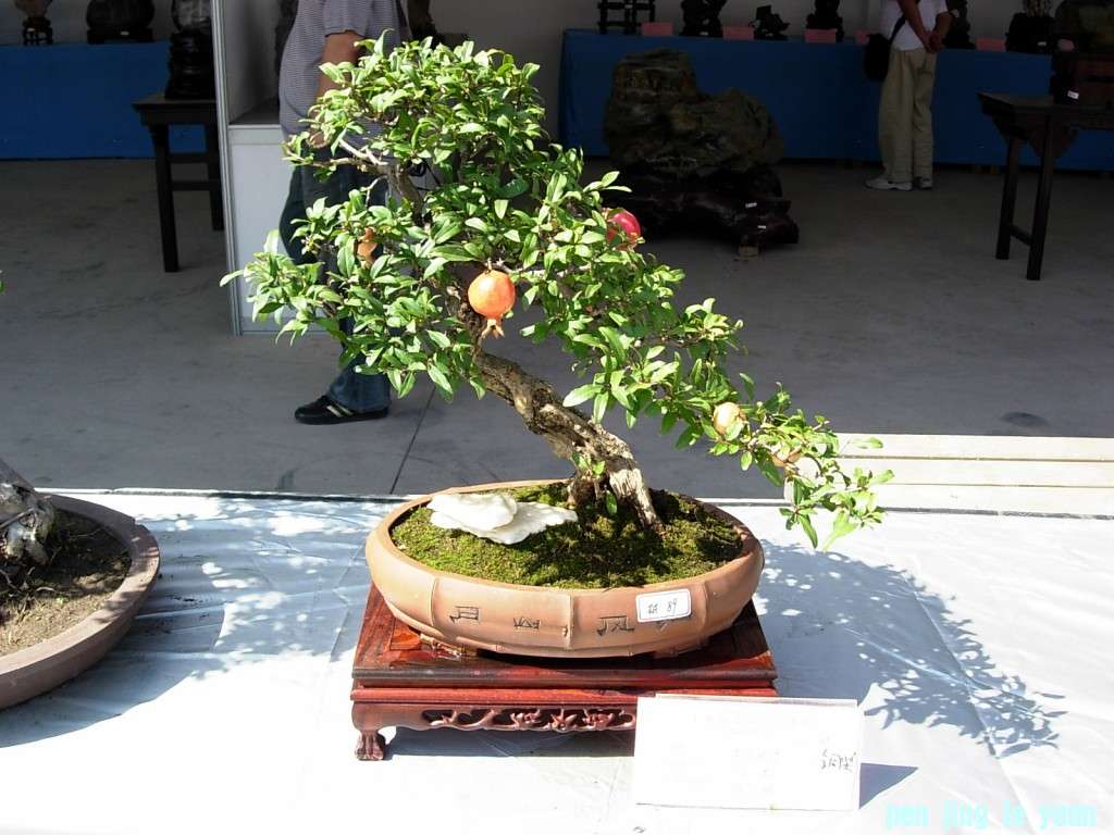 conew_dscn8321.jpg