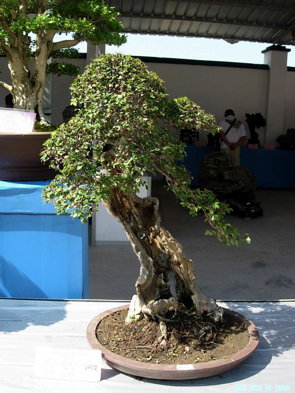 conew_dscn8322.jpg