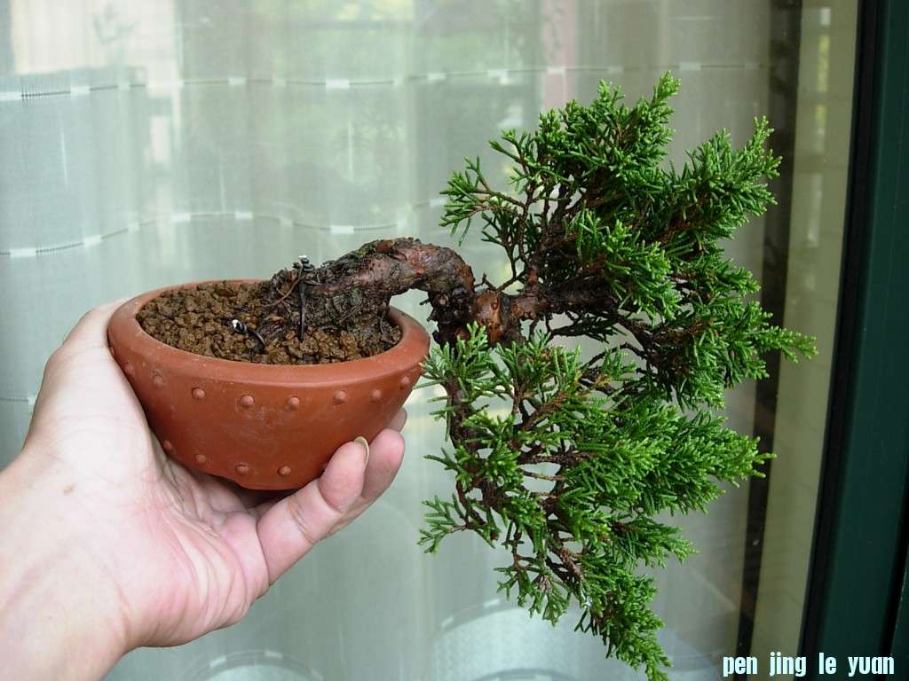 conew_dscn8442.jpg