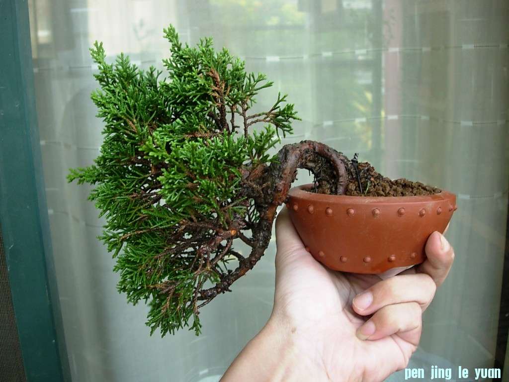 conew_dscn8446.jpg