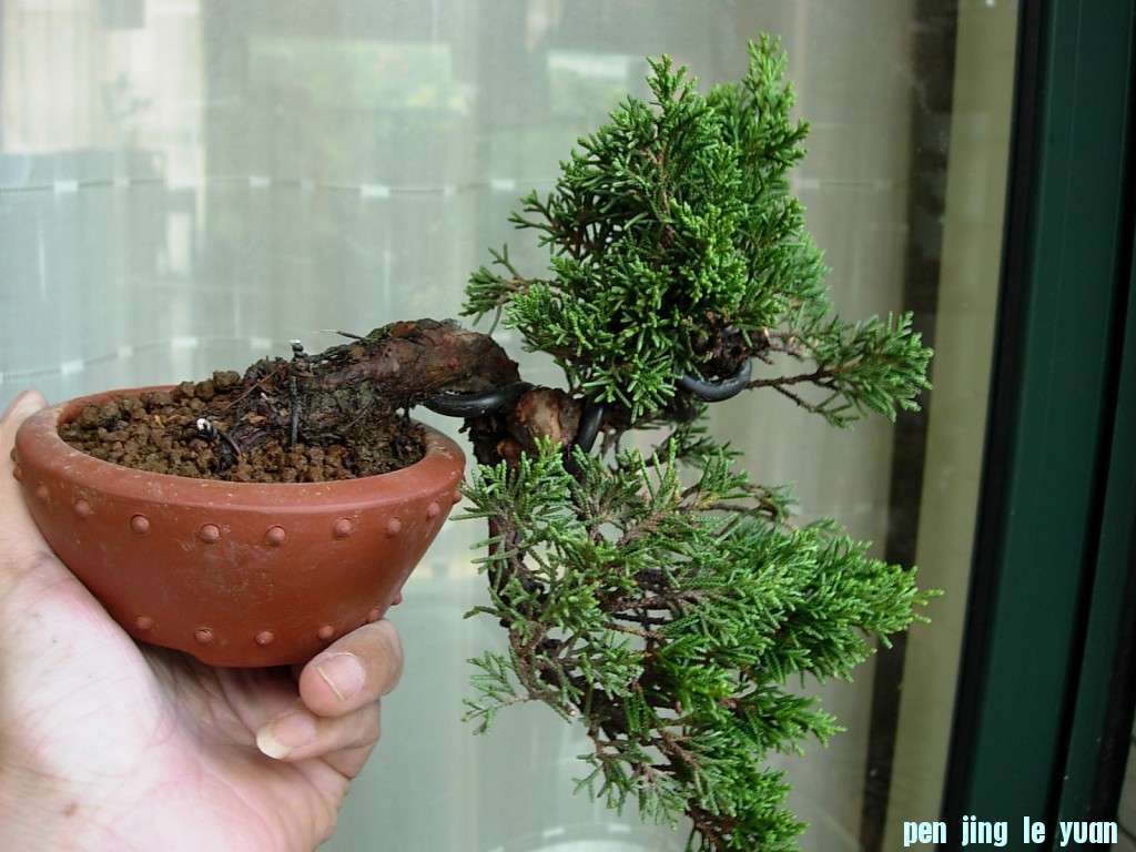 conew_dscn8447.jpg