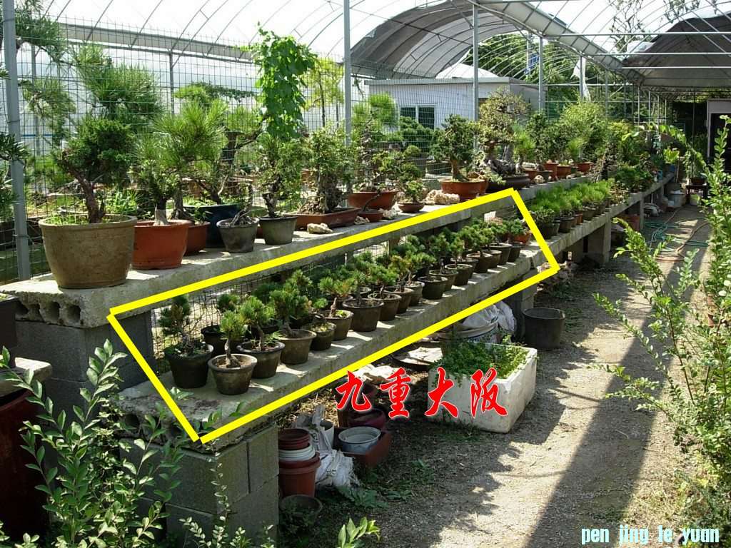 conew_dscn8439_conew1.jpg