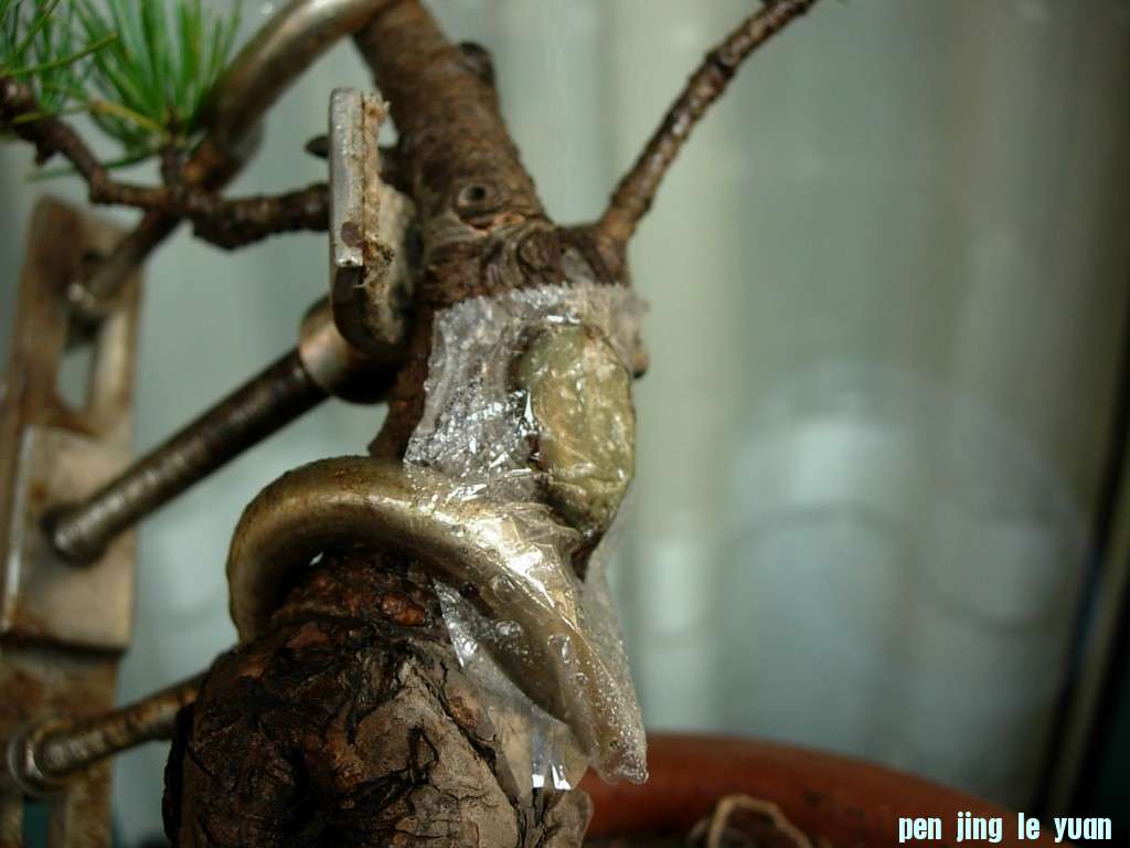conew_dscn8488.jpg