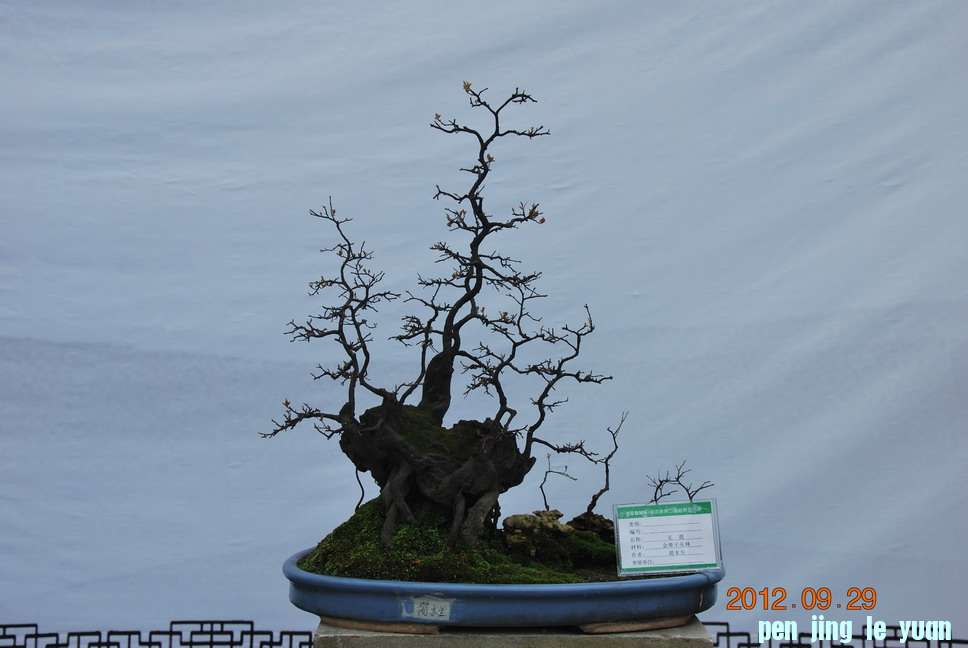 DSC_1317.JPG