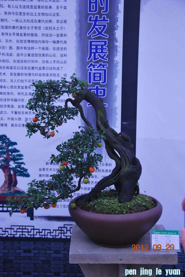 DSC_1185.JPG