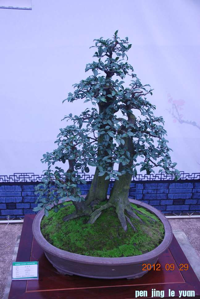 DSC_1165.JPG
