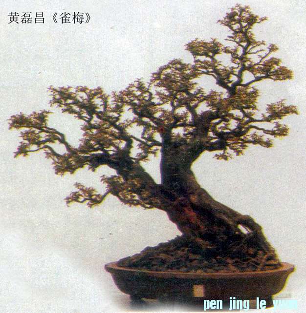 ڲȸ÷4.jpg