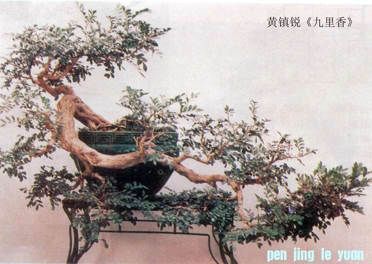 񡶾㡷.jpg