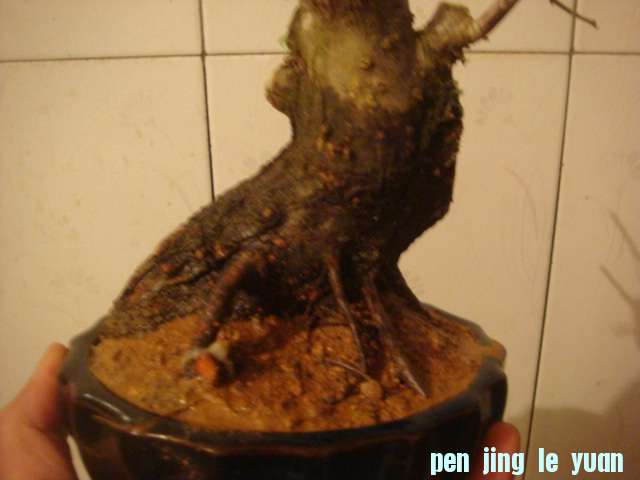 DSC05040.JPG