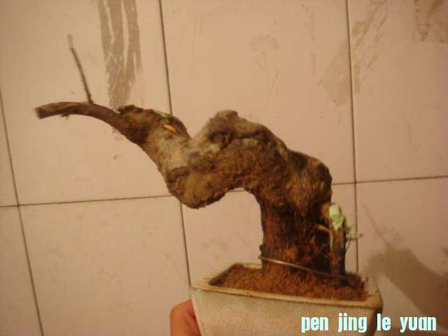 DSC05041.JPG