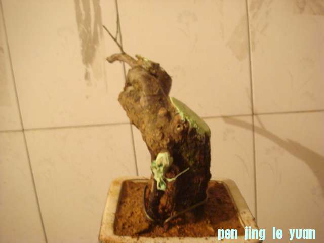 DSC05043.JPG