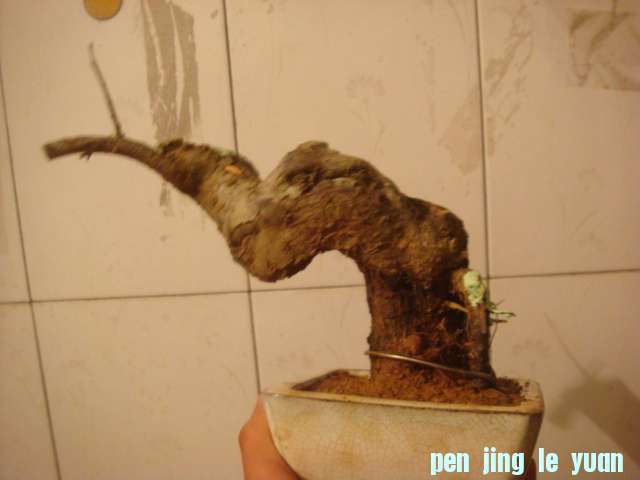 DSC05045.JPG