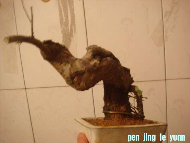 DSC05046.JPG