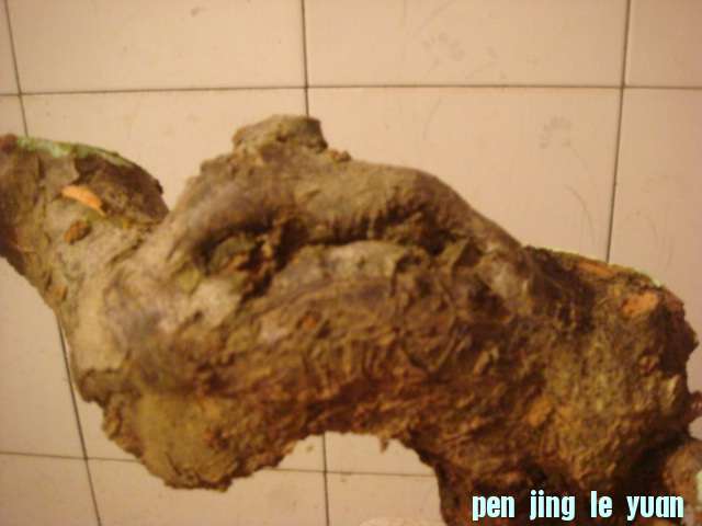 DSC05047.JPG