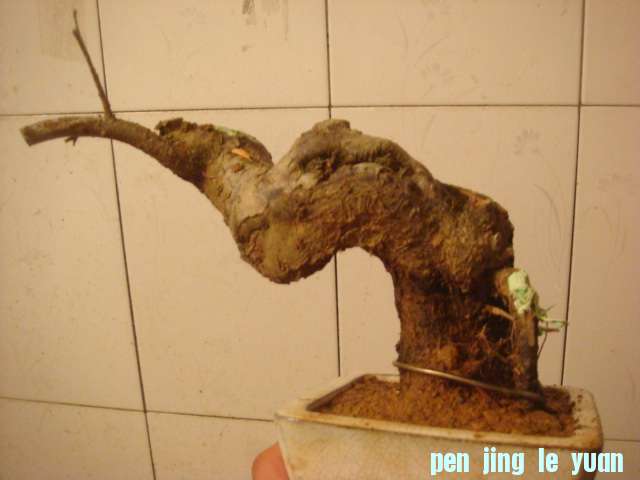 DSC05048.JPG