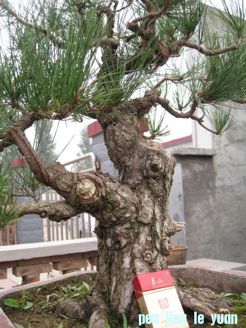 IMG_6403.JPG