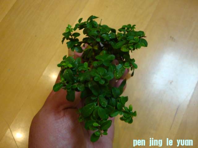 DSC00668.JPG