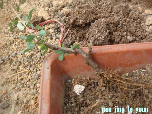 DSC05164.JPG