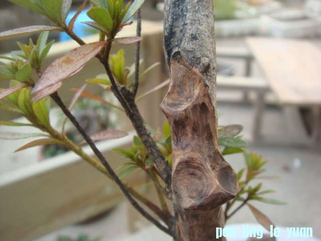 DSC05190.JPG