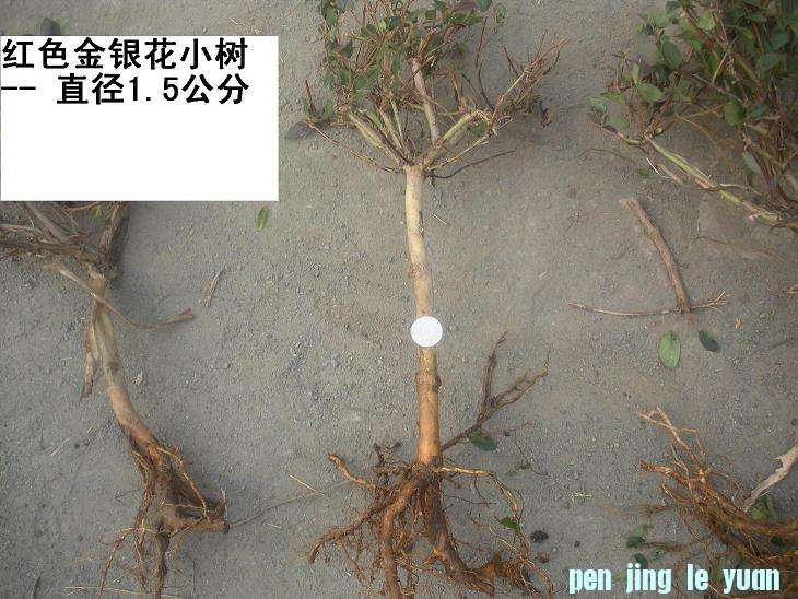 Ƭ 002.jpg