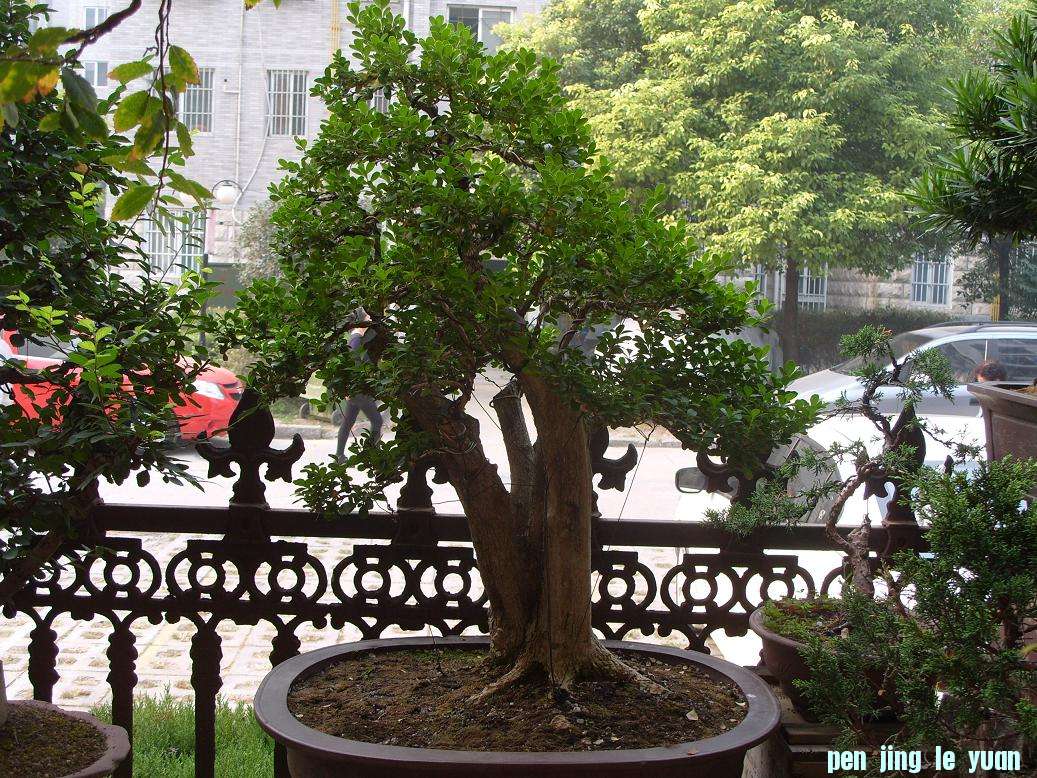 S1051550.JPG