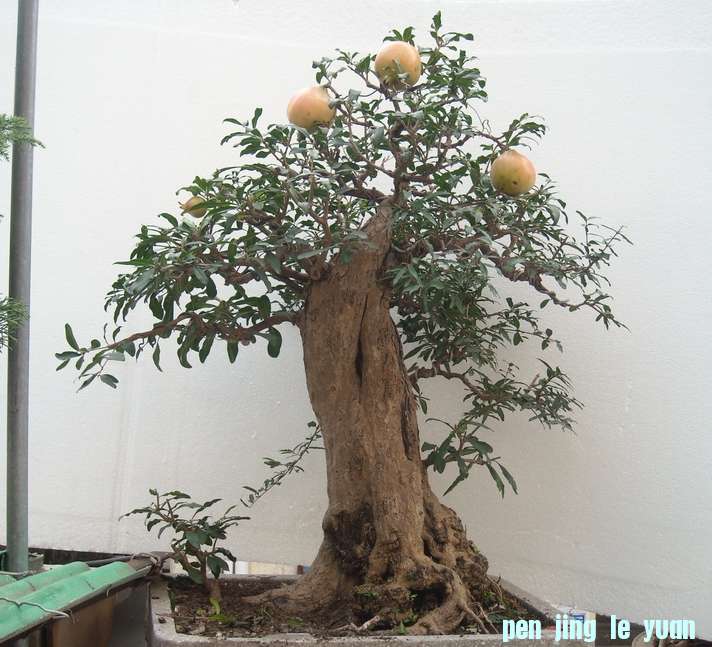 DSCN9548.JPG