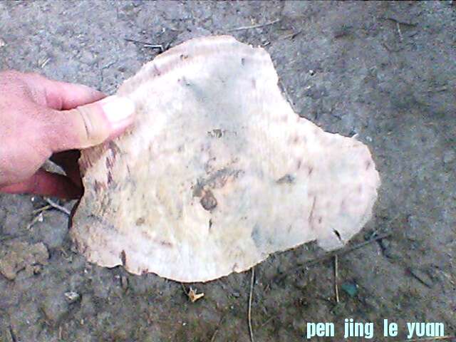 IMG1196A.jpg