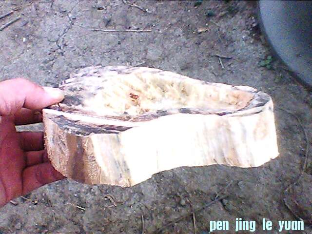 IMG1197A.jpg