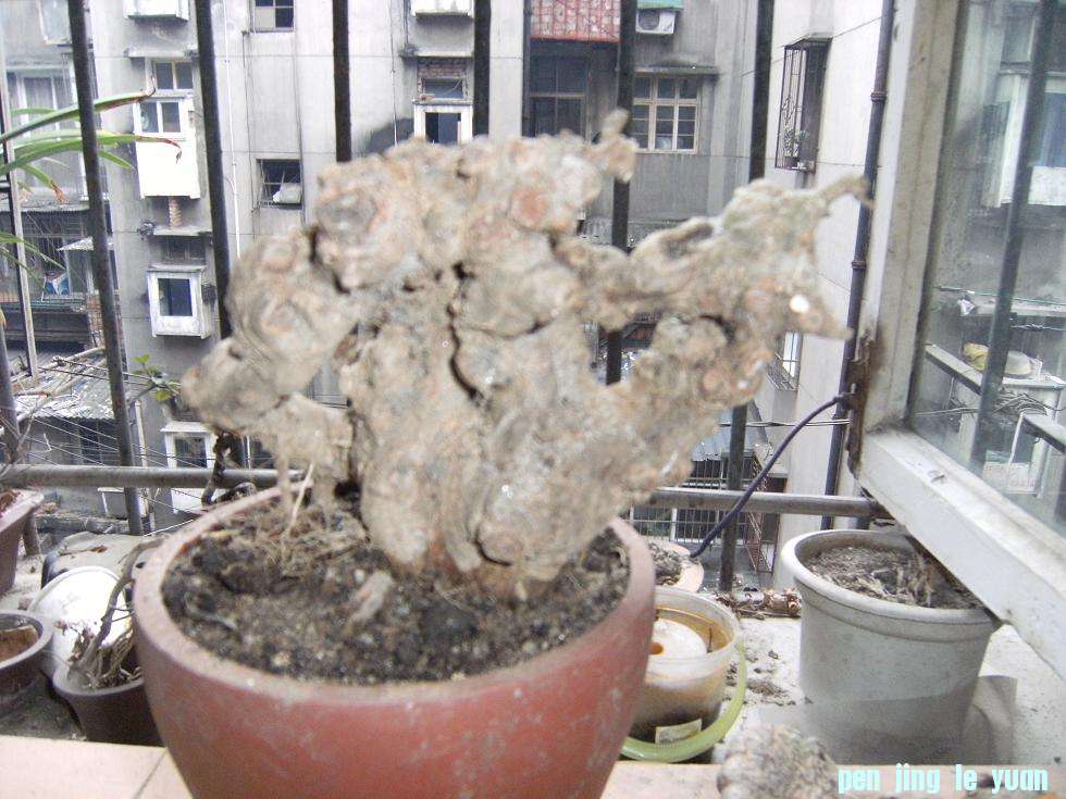 DSCF5512.JPG