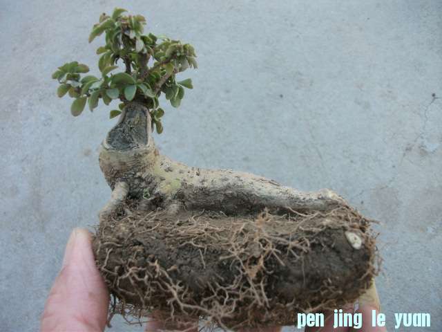 Ƭ 020.jpg