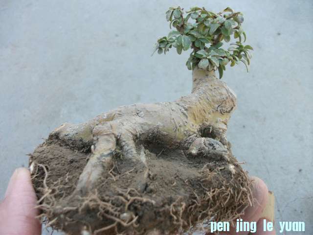 Ƭ 021.jpg