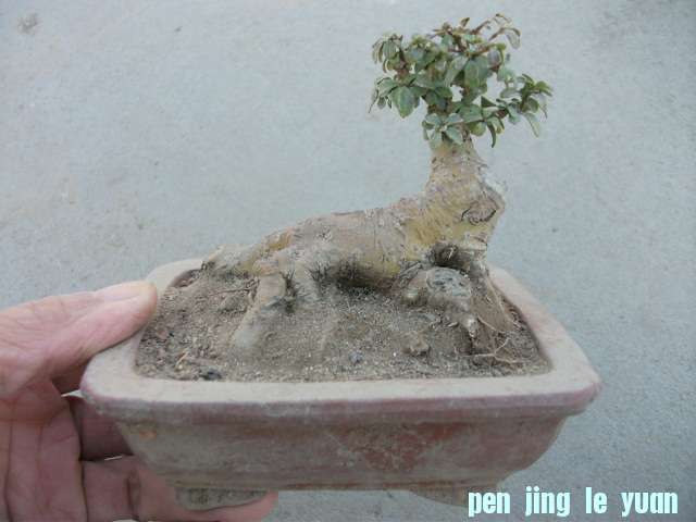 Ƭ 025.jpg