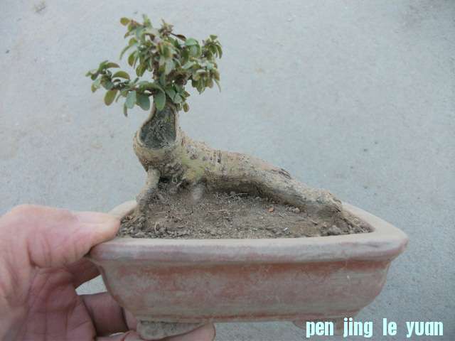 Ƭ 026.jpg