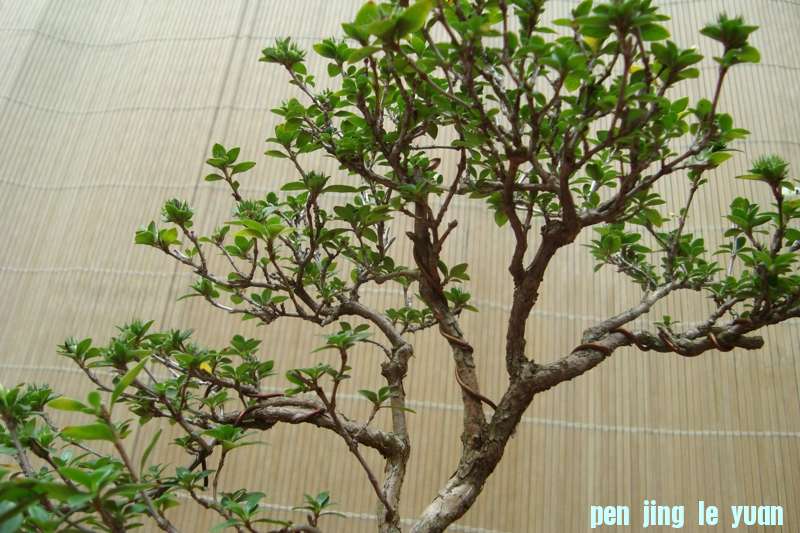 DSC08043.jpg