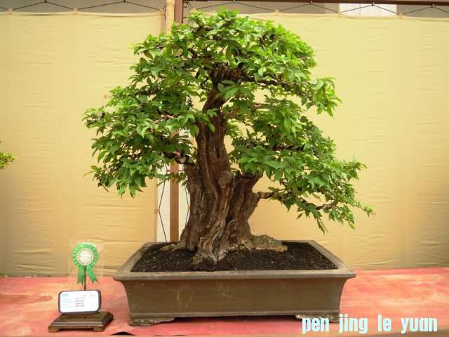 DSCN0279.jpg