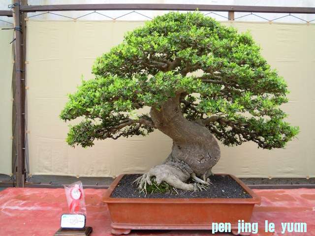 DSCN0295.jpg