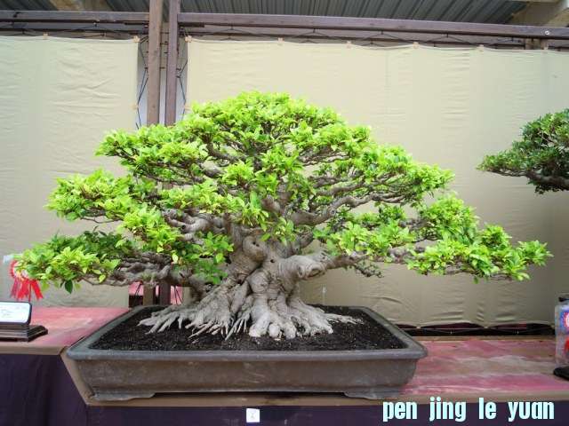 DSCN0333.jpg