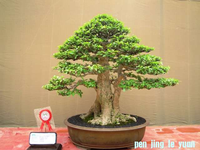 DSCN0392.jpg